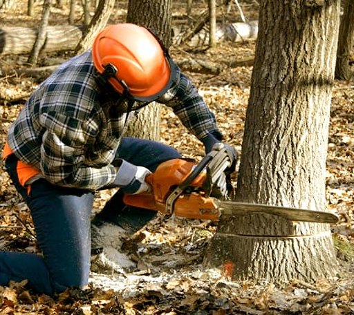 Tree Removal in Eidson, TN